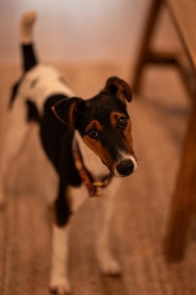 Felix, verschmuster Glückspilz, ca. 1 Ja