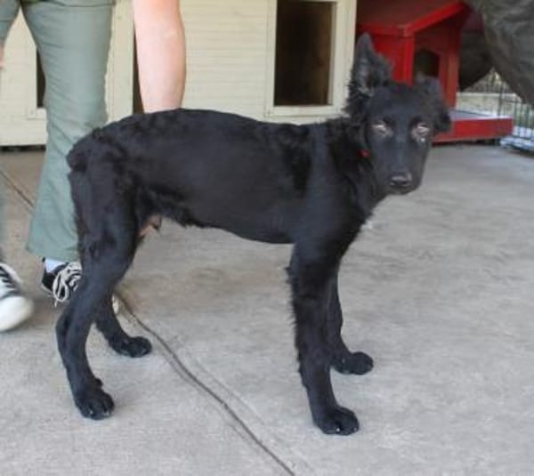 Liebevoller Enzo in 20099 Hamburg