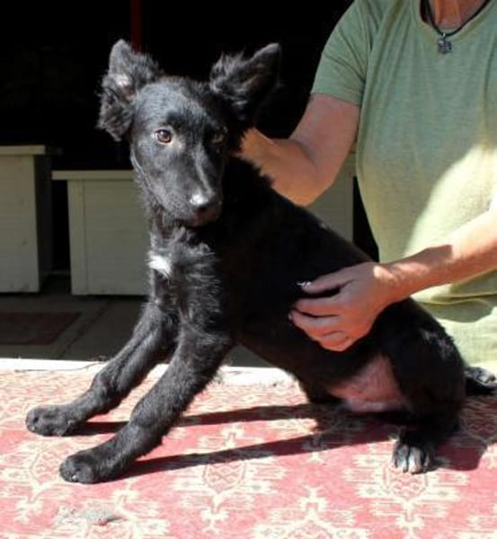 Liebevoller Enzo in 20099 Hamburg