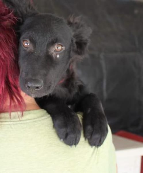 Liebevoller Enzo in 20099 Hamburg