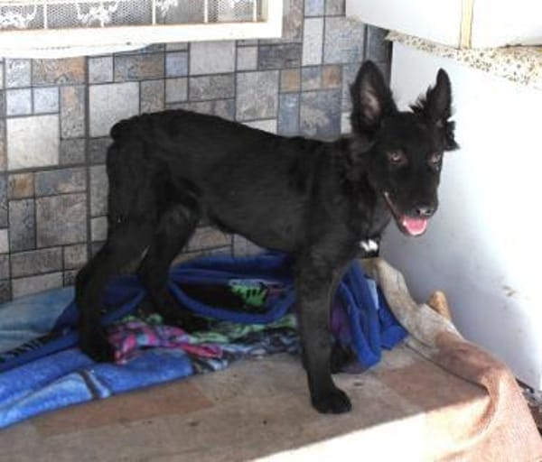 Liebevoller Enzo in 20099 Hamburg