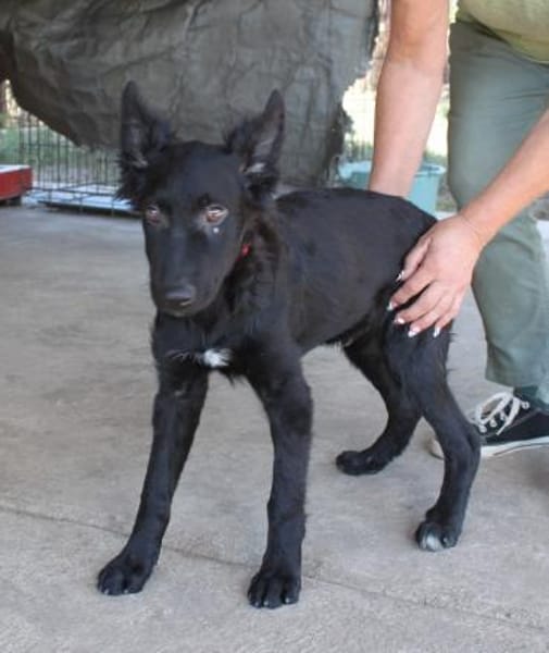 Liebevoller Enzo in 20099 Hamburg