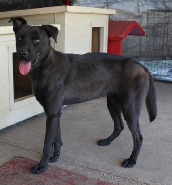 Schöne Reggie in46647 Kerken