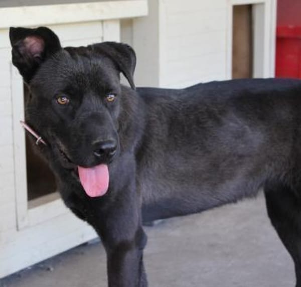 Schöne Reggie in46647 Kerken