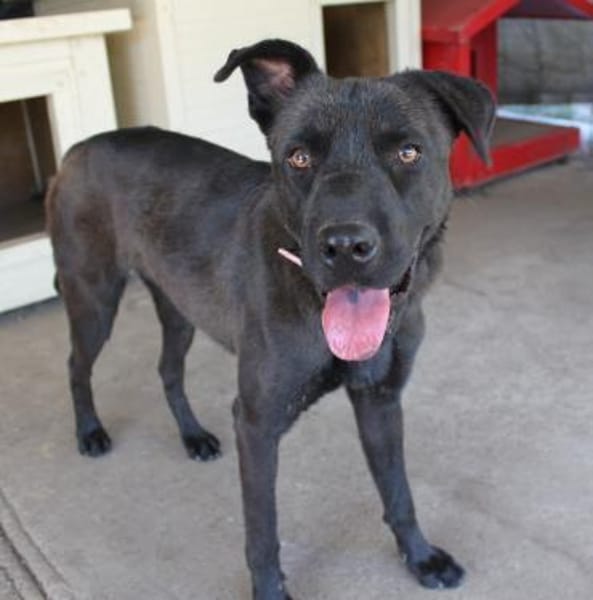 Schöne Reggie in46647 Kerken