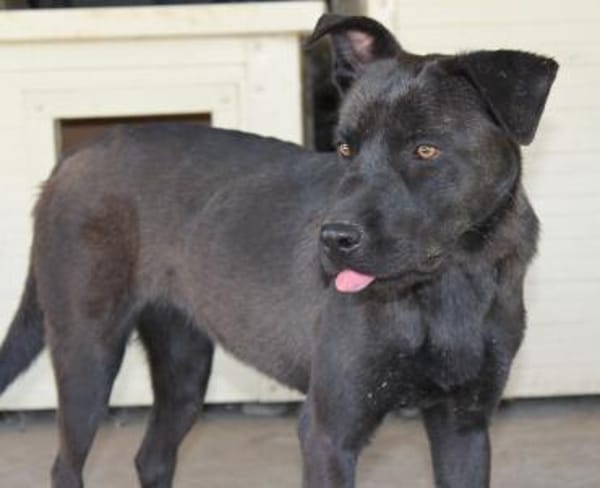 Schöne Reggie in46647 Kerken