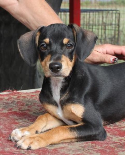 Fröhlicher Muri in 38268 Lengede