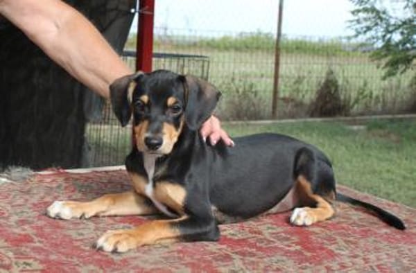 Fröhlicher Muri in 38268 Lengede