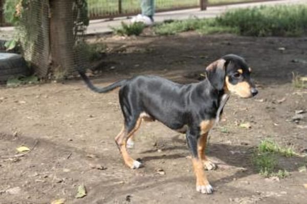 Fröhlicher Muri in 38268 Lengede