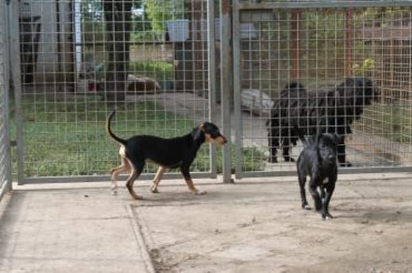 Fröhlicher Muri in 38268 Lengede