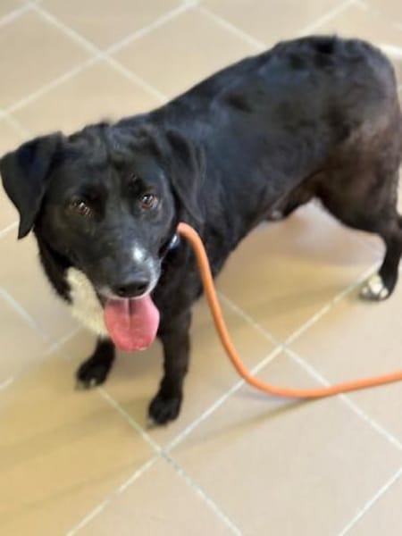 Labradormixdame Vroni sucht Familie