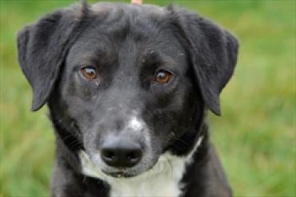 Labradormixdame Vroni sucht Familie