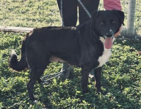 Labradormixdame Vroni sucht Familie