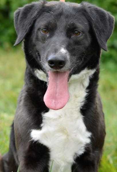 Labradormixdame Vroni sucht Familie