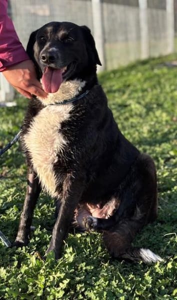 Labradormixdame Vroni sucht Familie