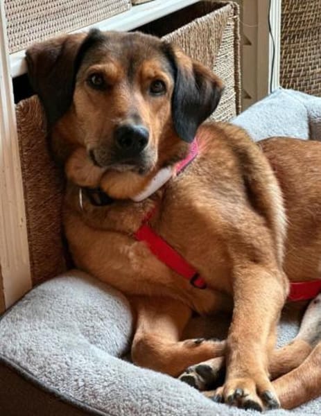 Anniko sucht ein Zuhause