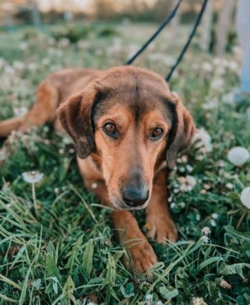 Anniko sucht ein Zuhause