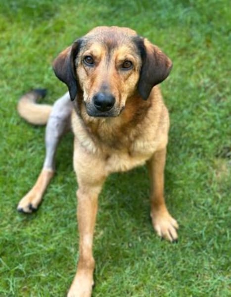 Anniko sucht ein Zuhause