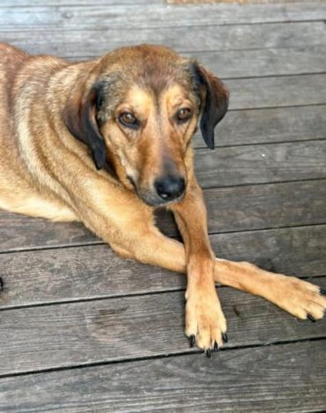 Anniko sucht ein Zuhause