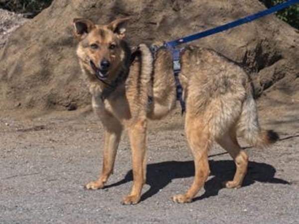 Omyx ist schüchtern und zurückhaltend