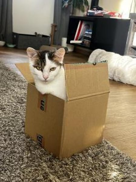 Schmusekatze ANNABELLE sucht!