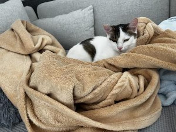 Schmusekatze ANNABELLE sucht!