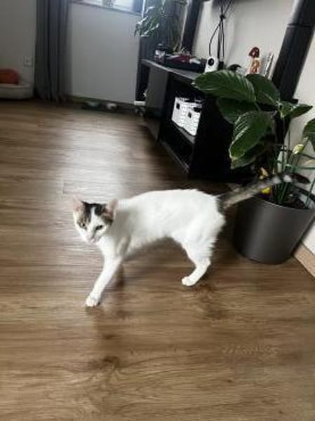 Schmusekatze ANNABELLE sucht!