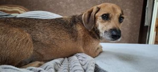 Mexi  lieber Dackel-Mix