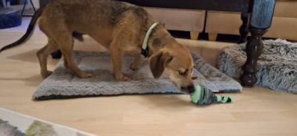 Mexi  lieber Dackel-Mix