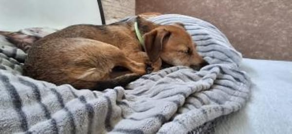 Mexi  lieber Dackel-Mix