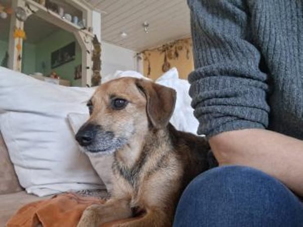 Mexi  lieber Dackel-Mix