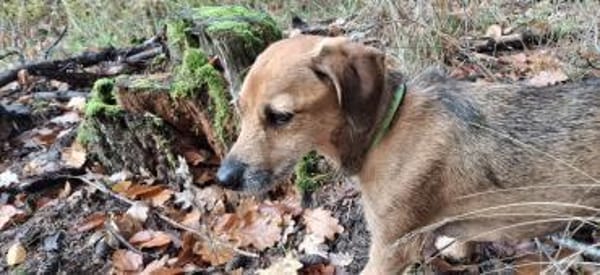 Mexi  lieber Dackel-Mix