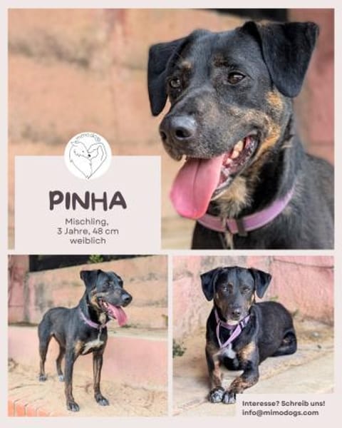 Pinha: Herzenshündin auf vier Pfoten
