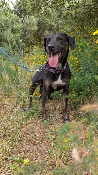 Pinha: Herzenshündin auf vier Pfoten