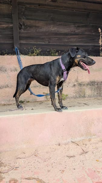 Pinha: Herzenshündin auf vier Pfoten