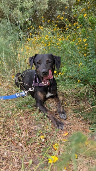 Pinha: Herzenshündin auf vier Pfoten