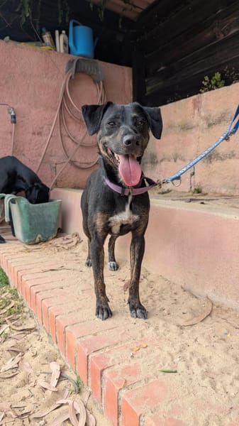 Pinha: Herzenshündin auf vier Pfoten