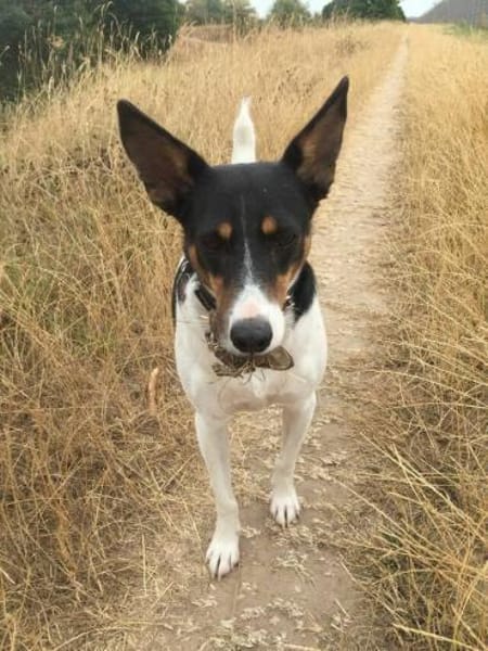 Bobby - hofft auf seine zweite Chance