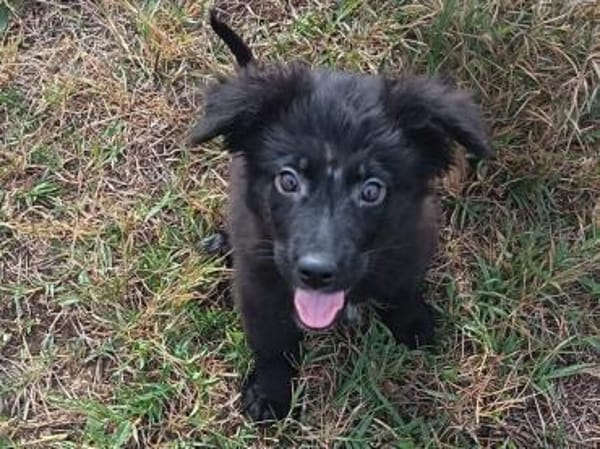 Nessy kam in die Tötung