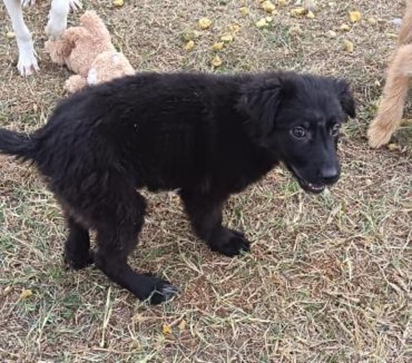 Nessy kam in die Tötung
