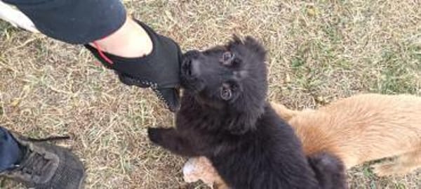 Nessy kam in die Tötung