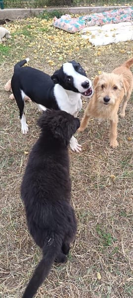 Nessy kam in die Tötung