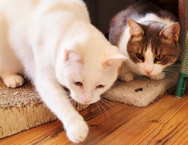 Sanftheit sucht Liebe