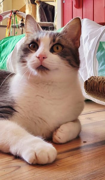 Sanftheit sucht Liebe