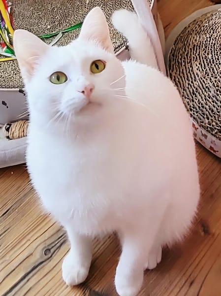 Sanftheit sucht Liebe