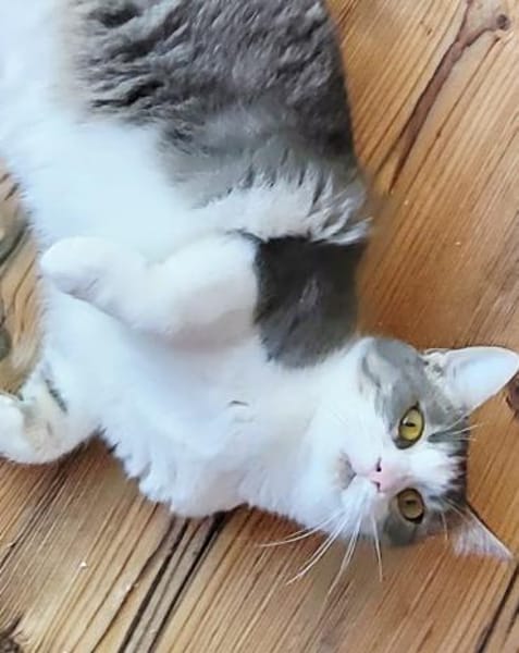 Sanftheit sucht Liebe