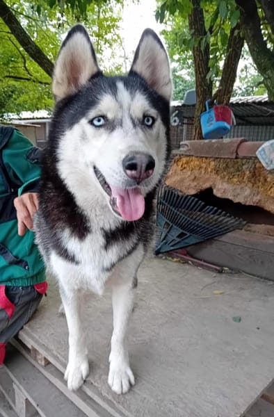 Balto, er möchte nur Liebe