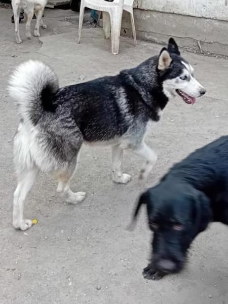 Balto, er möchte nur Liebe