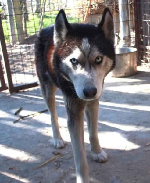 Balto, er möchte nur Liebe