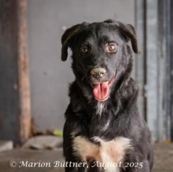 Carlo ist ruhig und schüchtern